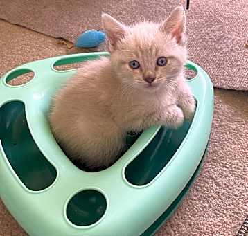 Photo of Pearl