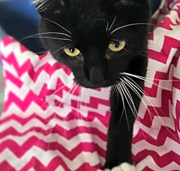 Photo of Hamlet