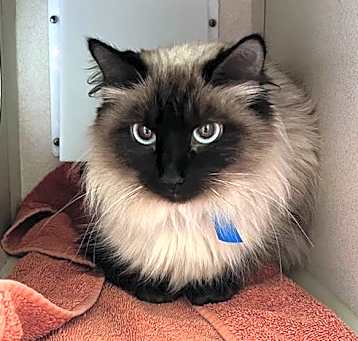 Photo of TOASTED MARSHMALLOW