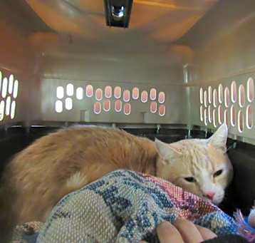 Photo of SIMBA