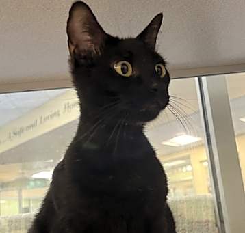 Photo of Binx