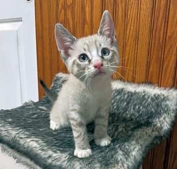 Photo of Moki