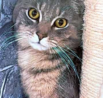 Photo of Sparky
