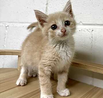 Photo of Cream