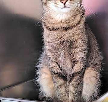Photo of Sox (Spayed)