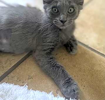 Photo of Scrappy