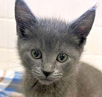 Photo of Spork