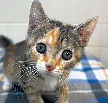 Photo of Dandelion