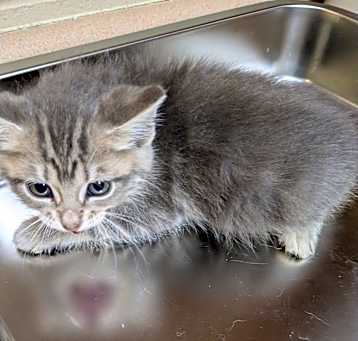 Photo of Pepper