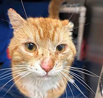 Photo of BHSI-Stray-4941