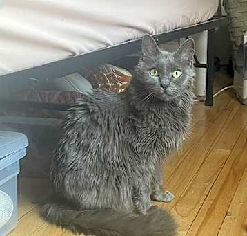 Photo of Mika C63808