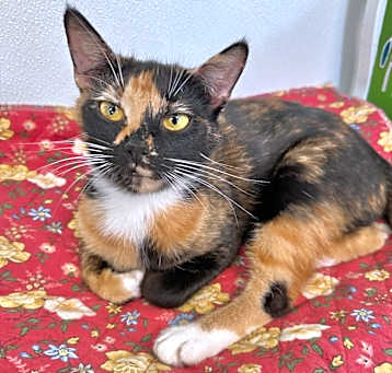 Photo of Mima