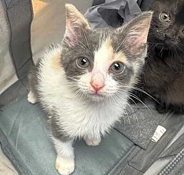 Photo of Pickle