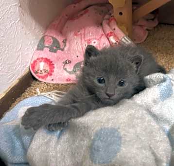 Photo of Watson