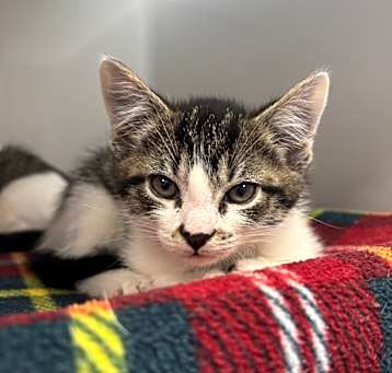 Photo of Muffin