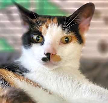 Photo of Buttercup
