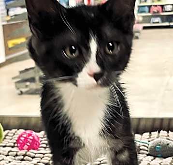 Photo of Dylan (Petsense)
