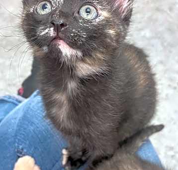 Photo of Pirate