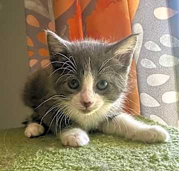Photo of Sparrow