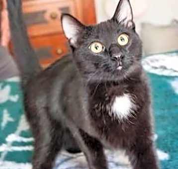 Photo of Blackjack