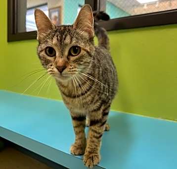 Photo of Athena