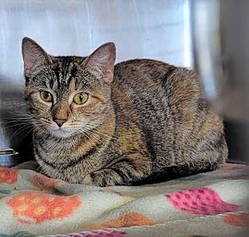 Photo of Firefly (Spayed)