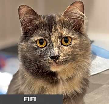 Photo of Fifi