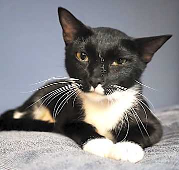 Photo of Luna