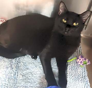 Photo of Onyx