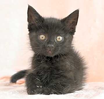Photo of Louie