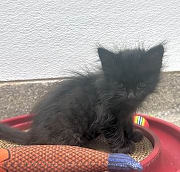 Photo of Brownie