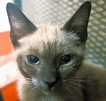 Photo of Zephyr