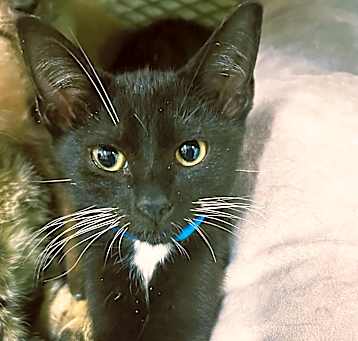 Photo of Quill