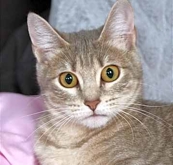 Photo of Kitten Misu