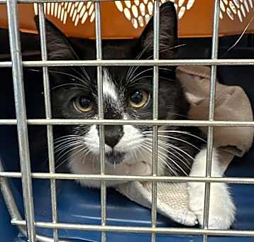 Photo of Spot