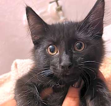 Photo of Anubis