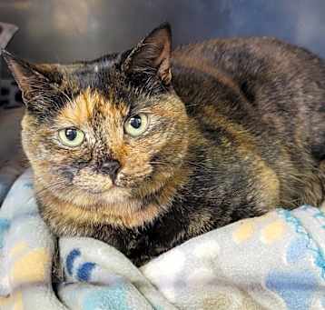 Photo of Panorama (Spayed)