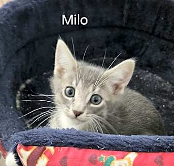 Photo of Milo