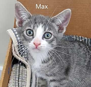 Photo of Max