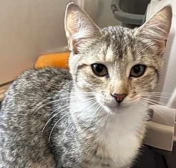 Photo of Blossom