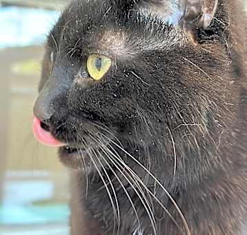 Photo of Thackery Binx