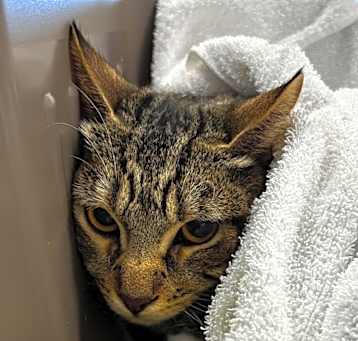 Photo of Tiger