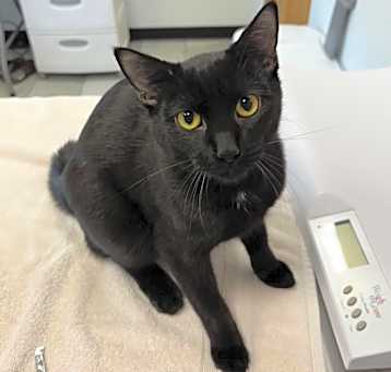 Photo of Pebbles
