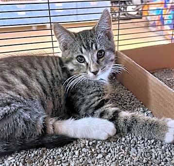 Photo of Sprinkles