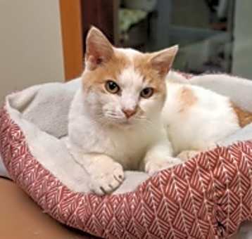 Photo of Creampuff
