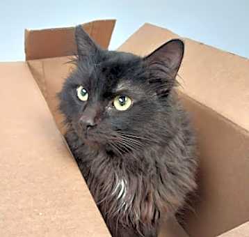 Photo of Meowmanator