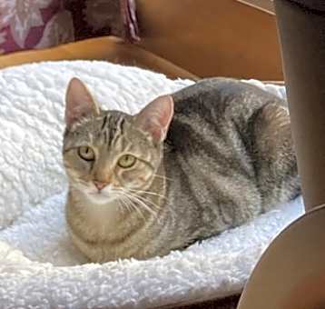 Photo of Marmalade