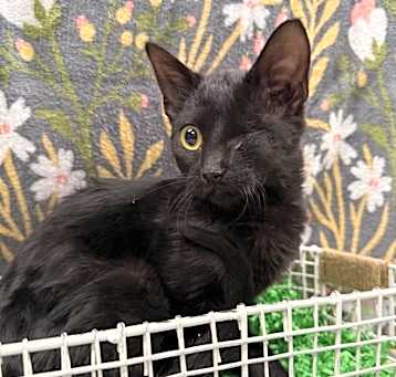 Photo of Fiona-FIV+