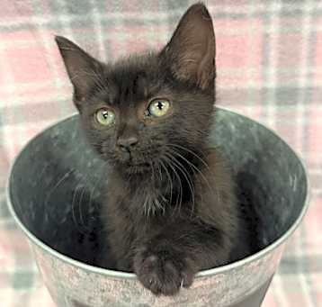 Photo of Sienna