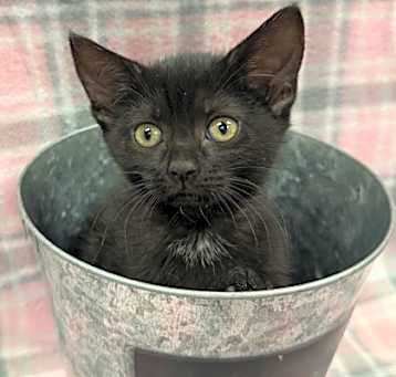 Photo of Sage